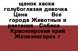 щенок хаски  голубоглазая девочка › Цена ­ 12 000 - Все города Животные и растения » Собаки   . Красноярский край,Железногорск г.